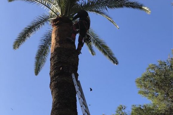Élagage de palmier