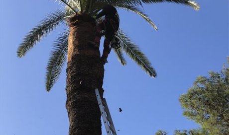 Élagage de palmier